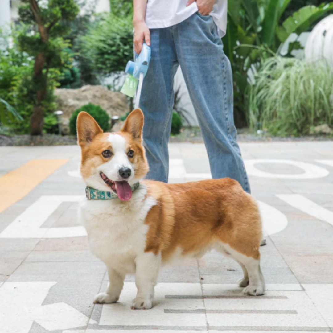 HexaRein™ Multipurpose Dog Leash