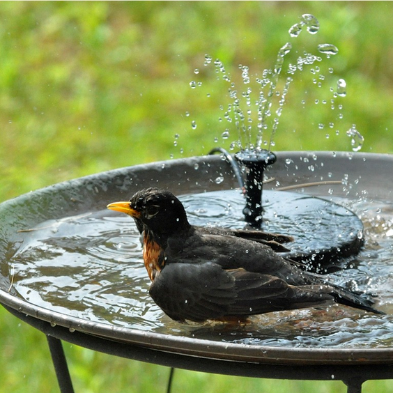 SpringWave™ Bird Bath Solar Fountain